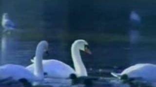 Arif Yıldız Şiir (Affeyle 1/2) Nu: 57