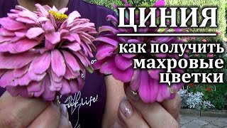 Циния Из каких семян расцветают махровые цветки