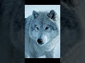 Wolf the unique animals in the world watch it