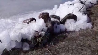 УЖАСЫ ПРИРОДЫ КАК ЛЕД ДВИГАЕТСЯ НА БЕРЕГ 2016 ГОД УЖАСЫ ПРИРОДЫ КАК ЛЕД ДВИГАЕТСЯ НА БЕРЕГ 2016 ГОД