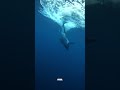 This Animal Is Louder Than a Rocket
