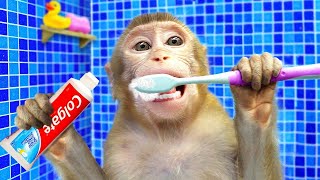 Baby Monkey KiKi brush teeth and bathing 🐒 in the toilet and play with ducklings | 🤣🐒🐵