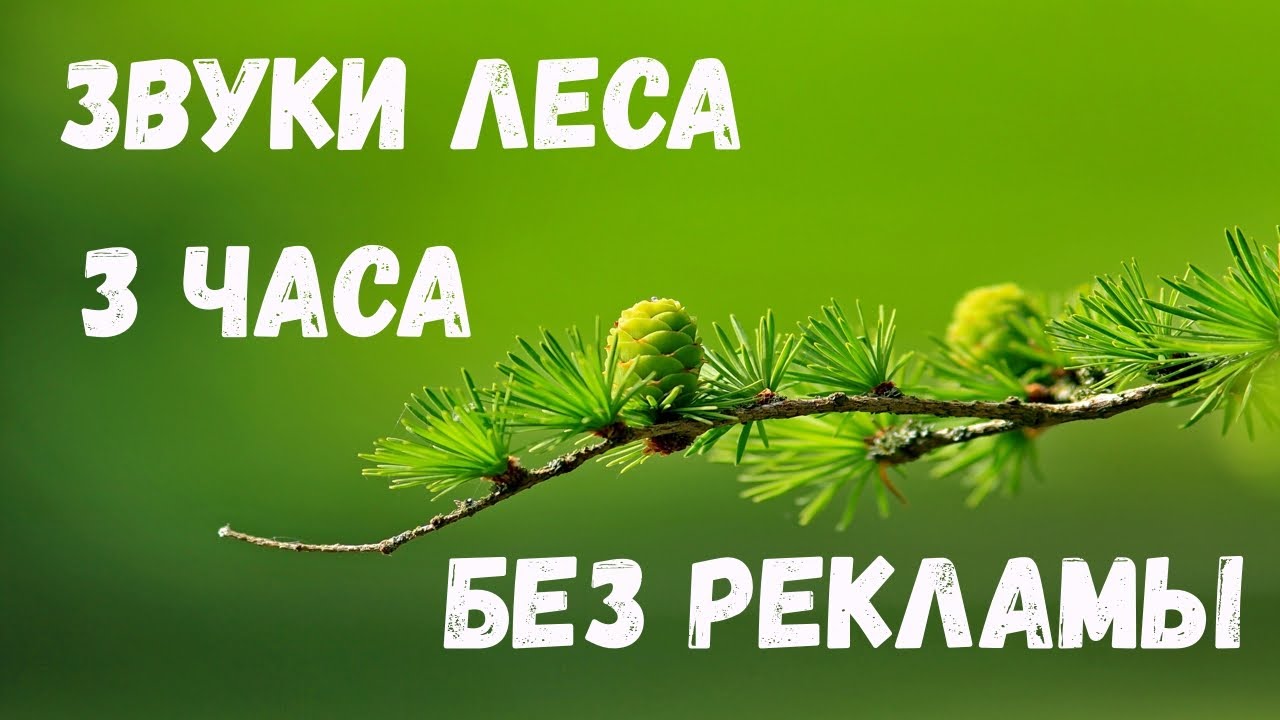 Звуки для детей для сна слушать. Пение птиц в лесу релакс. Звуки природы, шум леса, пение птиц. Пение птиц в лесу для сна. Птички звук релакс.