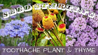 2024 Seed Starting - Toothache Plant, Didiscus, & Creeping Thyme 🌺 || Starting Flowers From Seed