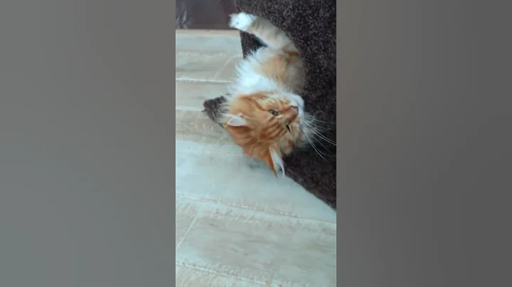 Watch the video about MAINE COON ATTACK 😼 Bold Young Cat Attacks Her Sister that Protects Her Cozy Den 🏡🐾! #cat #kitten