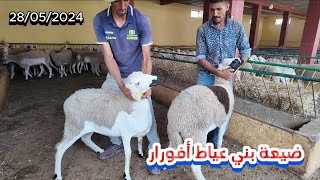 بيع أضاحي العيد الأضحى من ضيعة بني عياط أفورار جهة بني ملال خنيفرة 28/05/2024