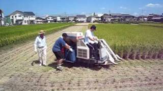 Rice Harvesting in Japan