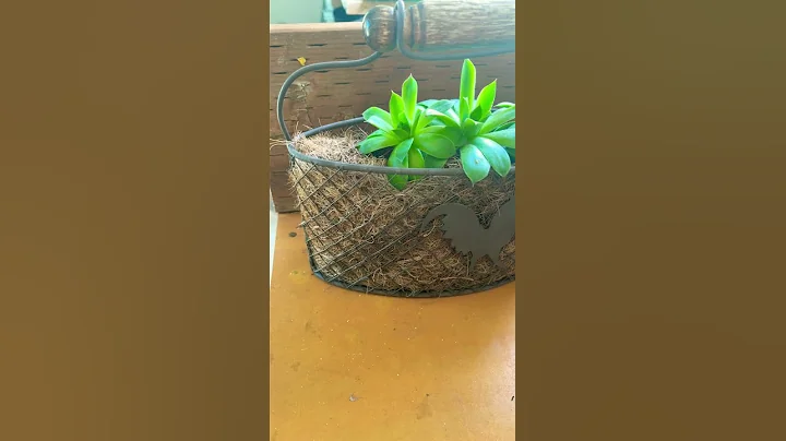 Succulent Garden Plant Idea Decor - DayDayNews