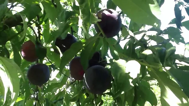 Marc Suderman #217 | Black Splendor plum harvest |...