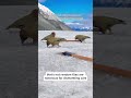 CAUGHT ON CAMERA: The World's Only Alpine Parrot – The Smartest, Rarest, &amp; Most Mischievous Bird