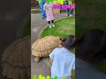 幼児入園無料「市川動植物園」リクガメの散歩に遭遇！