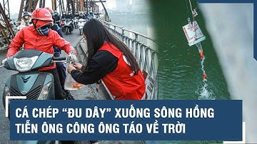 Cá chép “đu dây” xuống sông Hồng tiễn ông Công ông Táo về trời
