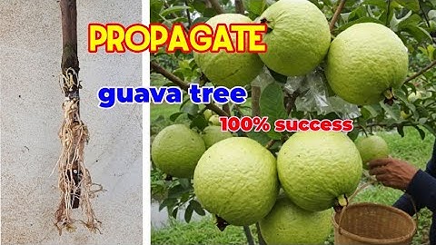 How to Air layering guava tree using tissues paper, grow guava tree in pots 