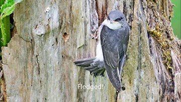 Tree Swallow Fledging
