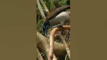 The perfect wedding date doesn’t exi— 🕺 #shorts