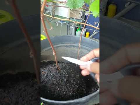 Video: Menumbuhkan Anggur Bower Perawan: Perawatan Clematis Bower Perawan Di Kebun
