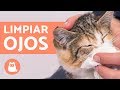 Limpiar los ojos de un gato con MANZANILLA