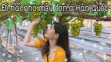 [ NANA.IN.KOREA ] LẦN ĐẦU ĐI HÁI NHO MẪU ĐƠN ( nho sữa ) HÀN QUỐC