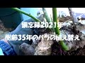 備忘録2021年 樹齢35年のバラの植え替え＃ローズガーデン＃ハイブリットティー