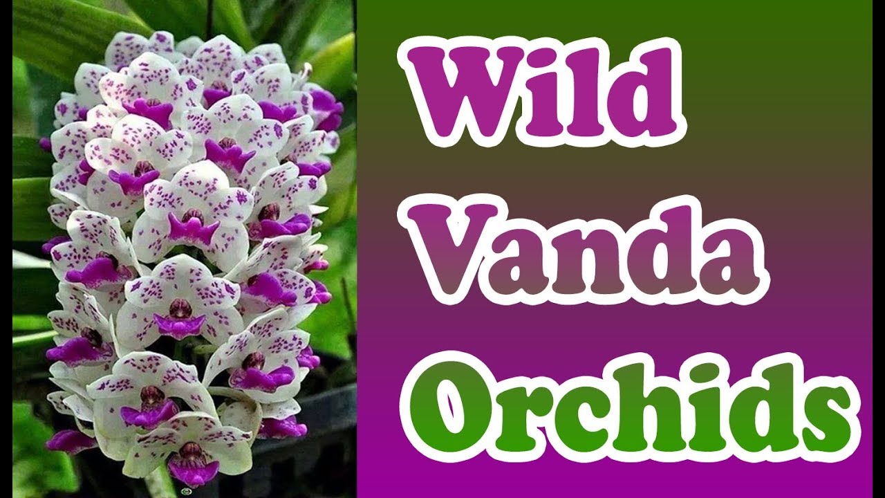 40 Best Vanda Orchids Images| Wild Vanda Orchids Are Not Beautiful