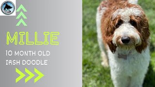 Millie | 10 Month Old Irish Doodle | 14 Day Advanced Training Journey | Leash Manners | Recall |