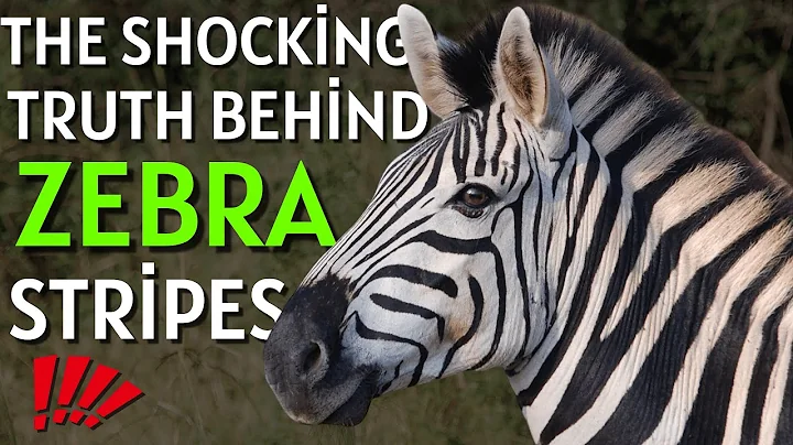 THE SHOCKİNG TRUTH BEHİND ZEBRA STRİPES !!!