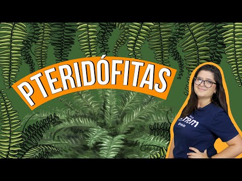 Vídeo: As pteridófitas precisam de água para se reproduzir?