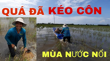 T1.KÉO CÔN| MÙA NƯỚC NỔI | MIỀN TÂY| catch fish |lư vũ vlog
