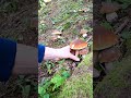 Boletus edulis mushroom #mushroom #fungi #foryou #viralvideo #youtubeshorts #shorts