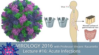 Virology Lectures 2016 #16: Acute Infections