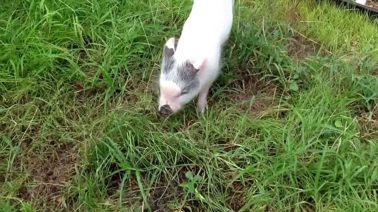 Butters the Mini Potbelly Pig Eating Grass (5 1/2 Months Old). YouTube