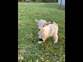 Adorable Baby Lamb That Will Melt Your Heart! 🐑💖