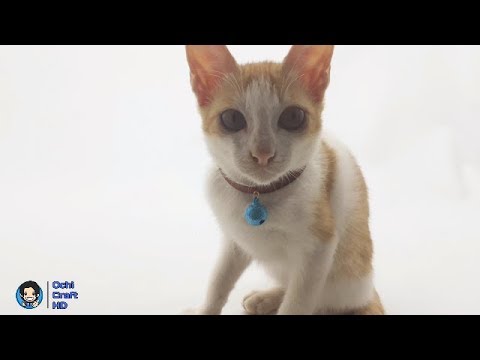 Cara membuat kalung kucing dari kain bekas