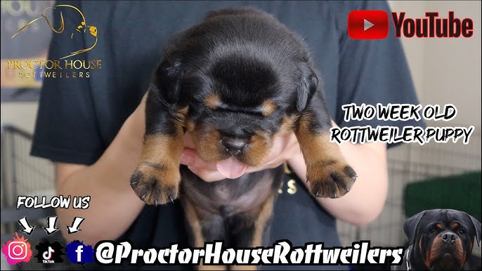 1 Week Old Rottweiler Puppies (E Litter) 2022 - Youtube