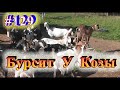 Лечим бурсит у козы