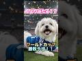 【保存推奨】6月18日の結果、天才犬が先に答えました🐶⚽