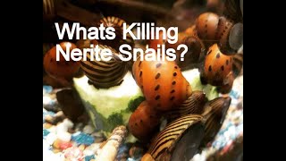 Nerite Snails: Why They Die In Your Freshwater Aquarium?