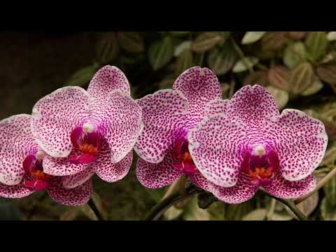 Vídeo: Descrição e fotos do Orchid Garden (Bali Orchid Garden) - Indonésia: Denpasar (ilha de Bali)