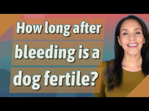 How long after bleeding is a dog fertile?