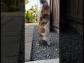 #AI社員猫ハチオ は液体ですNG動画, AI employee cat Hachio