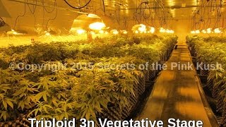 Polyploid Cannabis Growing Understanding Triploids