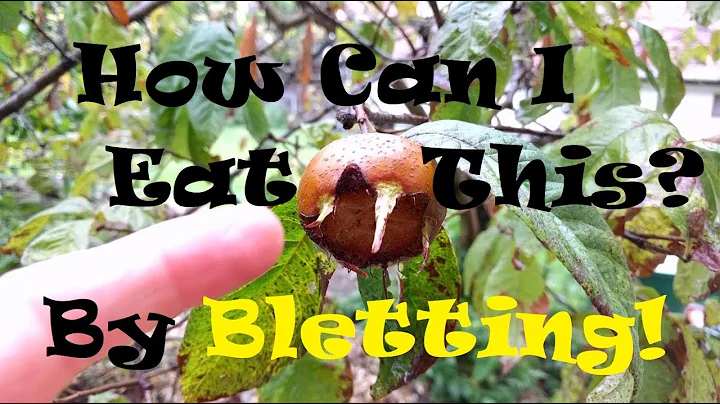 Learn About the Ancient Medlar Fruit & The Process...