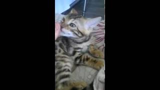 Бенгальский котенок Бенгальский котенок