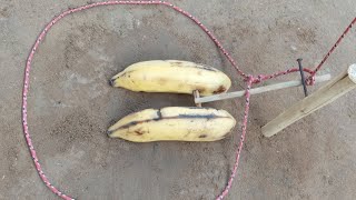 Armadilha de laço com isca de banana para pegar todas espécies animais