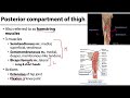 Posterior Compartment of the Thigh - M1 Learning Objectives