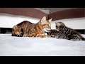 Mother Cat Has a Conversation With her 2 Kittens