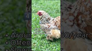 If you want lots of eggs, these probably aren’t the chickens for you.