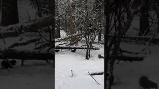 Kanada da kisin yasam zor mu? Kardinal kusu ve Sincaplara soralim dedik.