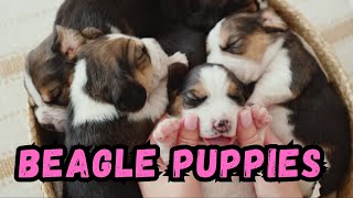 Cooldown with this compilation of BEAGLE PUPPIES by Cooldown Compilation 348 views 4 months ago 5 minutes, 21 seconds