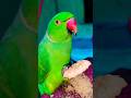 Itne Dino Baad Mithu Ka Favorite Biscuit 🍪🦜 #petbird #talkingparrot #cutebird #viral #parrot #shorts